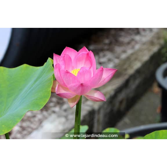 NELUMBO 'Princess Abby of Ten-Mile-Creek'