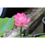 NELUMBO 'Princess Abby of Ten-Mile-Creek' NELUMBO 'Princess Abby of Ten-Mile-Creek'
