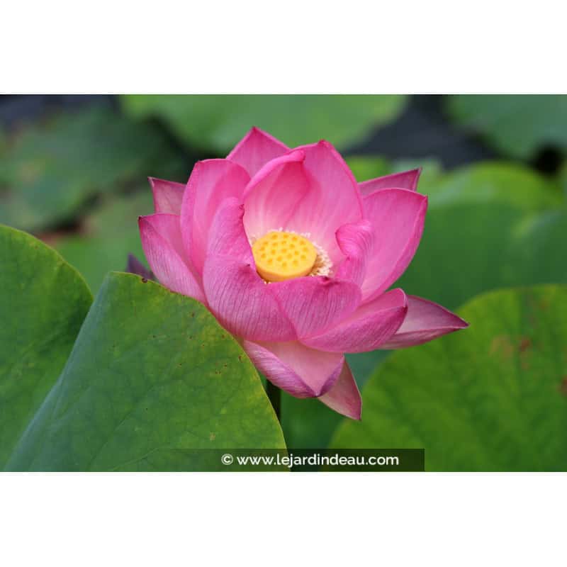 NELUMBO 'Princess Abby of Ten-Mile-Creek' NELUMBO 'Princess Abby of Ten-Mile-Creek'