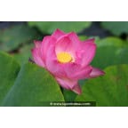 NELUMBO 'Princess Abby of Ten-Mile-Creek' NELUMBO 'Princess Abby of Ten-Mile-Creek'