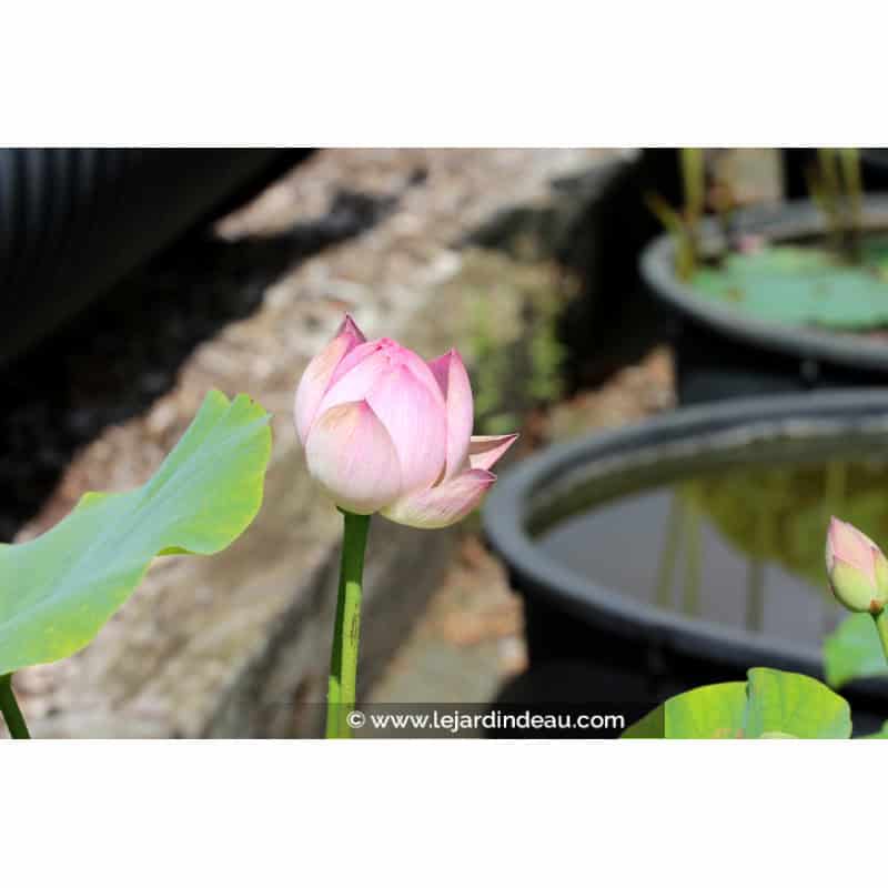 NELUMBO 'Princess Abby of Ten-Mile-Creek' NELUMBO 'Princess Abby of Ten-Mile-Creek'