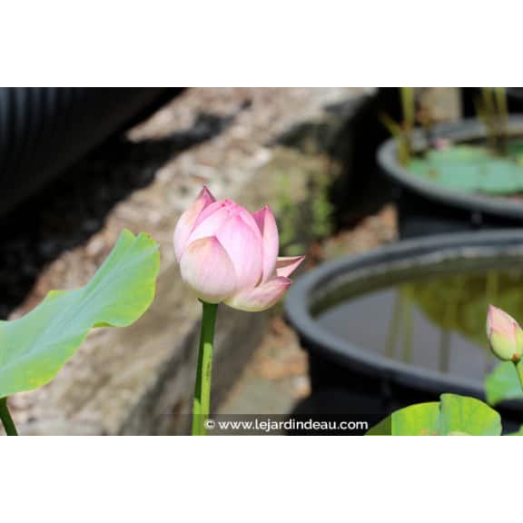 NELUMBO 'Princess Abby of Ten-Mile-Creek'