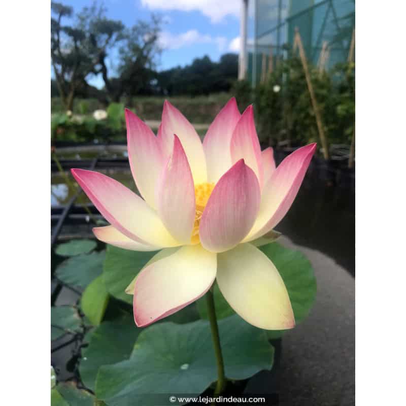 NELUMBO 'Princess Abby of Ten-Mile-Creek' NELUMBO 'Princess Abby of Ten-Mile-Creek'