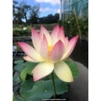 NELUMBO 'Princess Abby of Ten-Mile-Creek' NELUMBO 'Princess Abby of Ten-Mile-Creek'