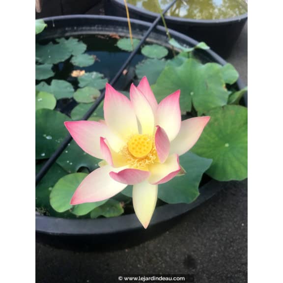 NELUMBO 'Princess Abby of Ten-Mile-Creek'