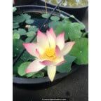 NELUMBO 'Princess Abby of Ten-Mile-Creek' NELUMBO 'Princess Abby of Ten-Mile-Creek'