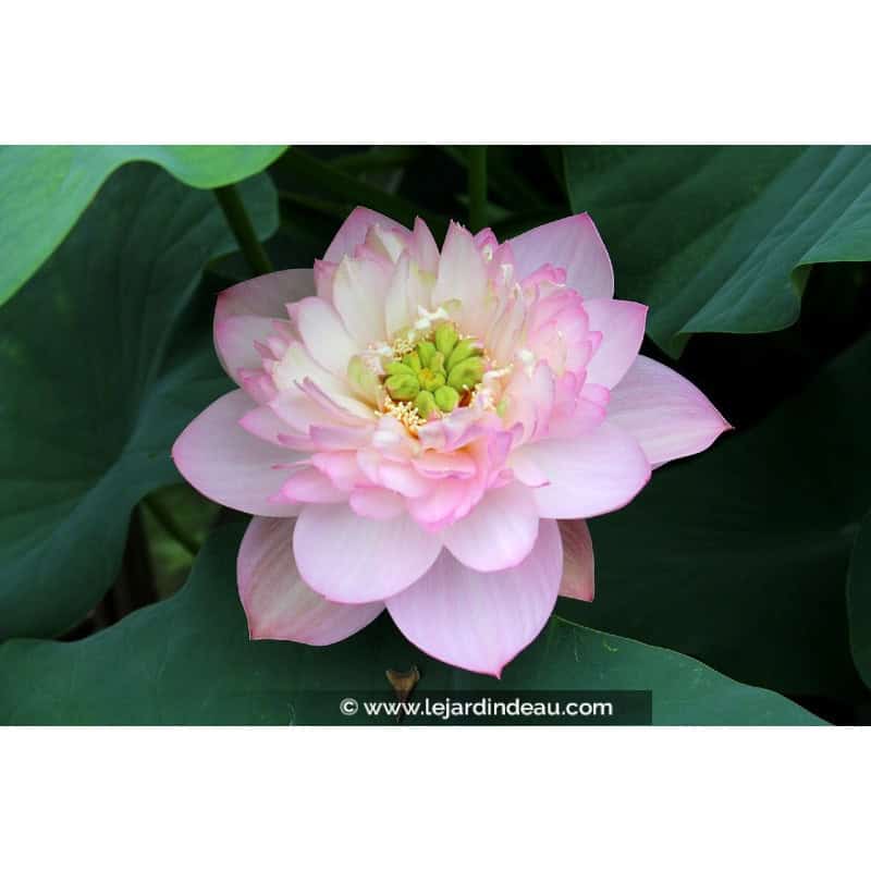 NELUMBO 'Rosea Plena' NELUMBO 'Rosea Plena'