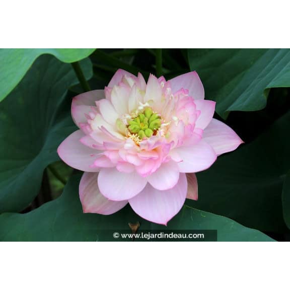 NELUMBO 'Rosea Plena'