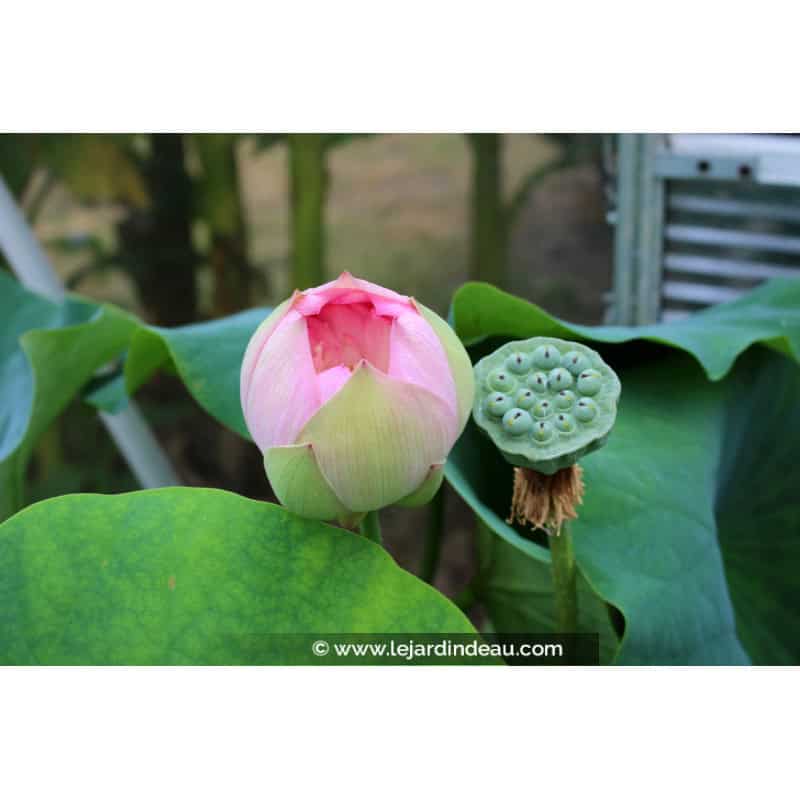 NELUMBO 'Rosea Plena' NELUMBO 'Rosea Plena'