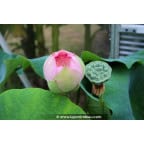 NELUMBO 'Rosea Plena' NELUMBO 'Rosea Plena'