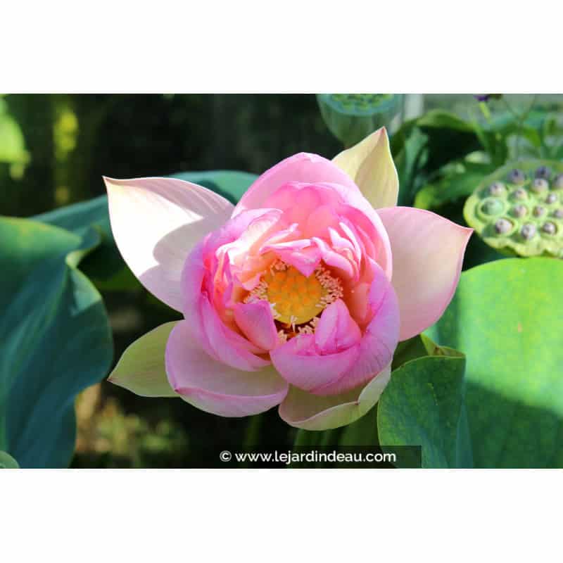 NELUMBO 'Rosea Plena' NELUMBO 'Rosea Plena'