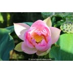 NELUMBO 'Rosea Plena' NELUMBO 'Rosea Plena'