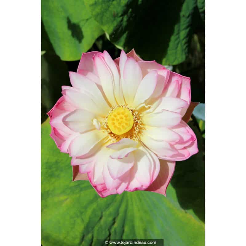 NELUMBO 'Rosea Plena' NELUMBO 'Rosea Plena'