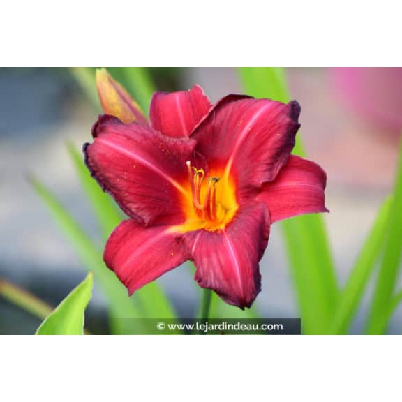 HEMEROCALLIS 'Crimson Glory'