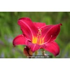 HEMEROCALLIS 'Crimson Glory' HEMEROCALLIS 'Crimson Glory'