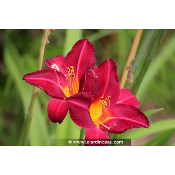 HEMEROCALLIS 'Crimson Glory'