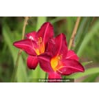 HEMEROCALLIS 'Crimson Glory' HEMEROCALLIS 'Crimson Glory'