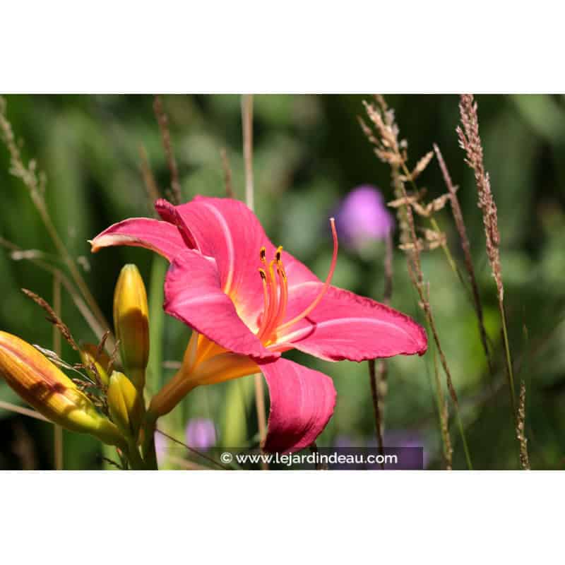 HEMEROCALLIS 'Crimson Glory' HEMEROCALLIS 'Crimson Glory'