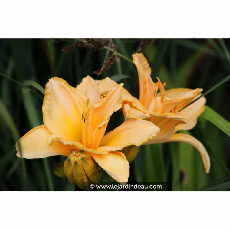 HEMEROCALLIS 'Etched in Gold' HEMEROCALLIS 'Etched in Gold'