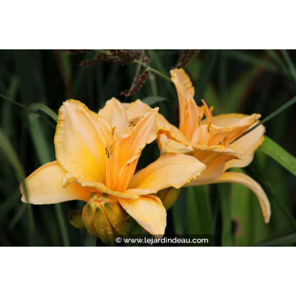 HEMEROCALLIS 'Etched in Gold'