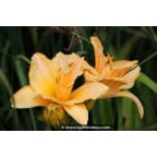 HEMEROCALLIS 'Etched in Gold' HEMEROCALLIS 'Etched in Gold'