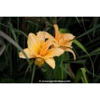 HEMEROCALLIS 'Etched in Gold' HEMEROCALLIS 'Etched in Gold'