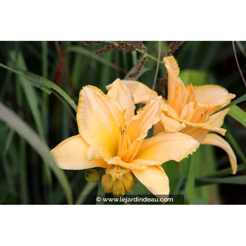 HEMEROCALLIS 'Etched in Gold' HEMEROCALLIS 'Etched in Gold'