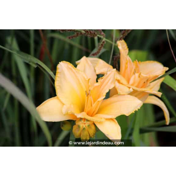 HEMEROCALLIS 'Etched in Gold'