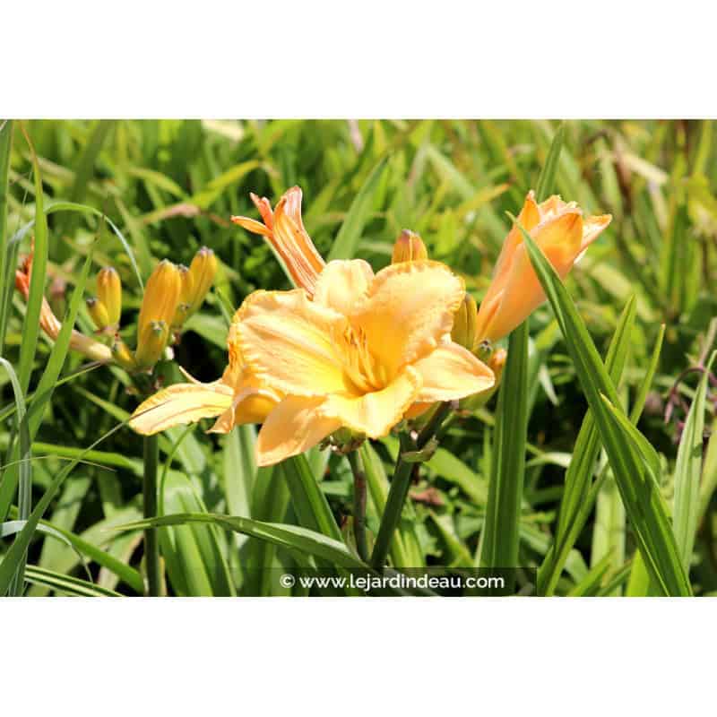 HEMEROCALLIS 'Etched in Gold' HEMEROCALLIS 'Etched in Gold'
