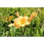 HEMEROCALLIS 'Etched in Gold' HEMEROCALLIS 'Etched in Gold'