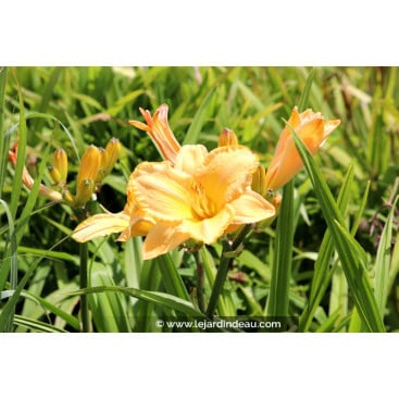 HEMEROCALLIS \'Etched in Gold\'