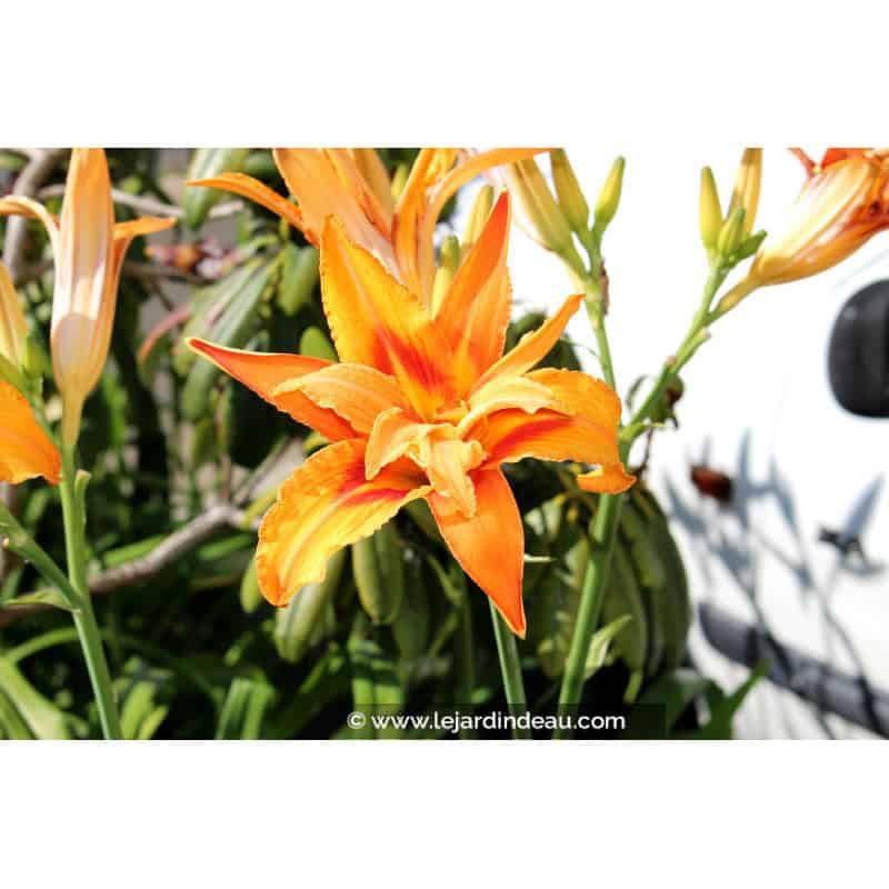 HEMEROCALLIS fulva 'Flore Pleno' HEMEROCALLIS fulva 'Flore Pleno'