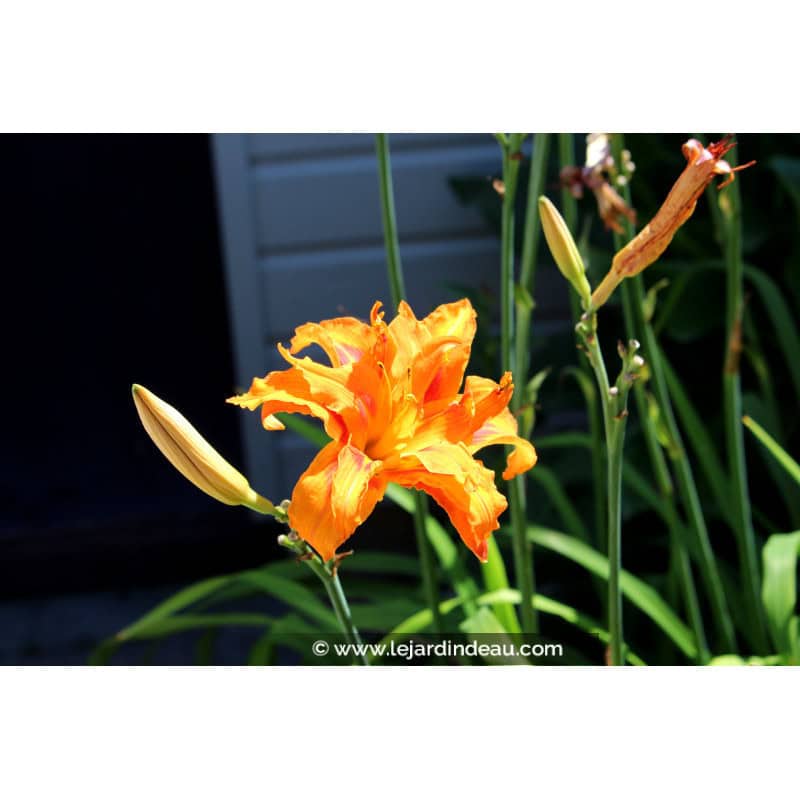HEMEROCALLIS fulva 'Flore Pleno' HEMEROCALLIS fulva 'Flore Pleno'