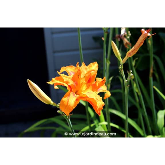HEMEROCALLIS fulva 'Flore Pleno'