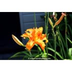 HEMEROCALLIS fulva 'Flore Pleno' HEMEROCALLIS fulva 'Flore Pleno'