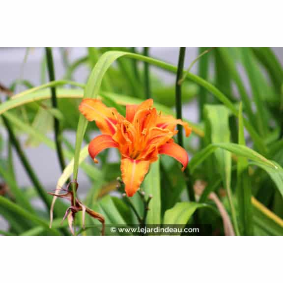 HEMEROCALLIS fulva 'Flore Pleno'