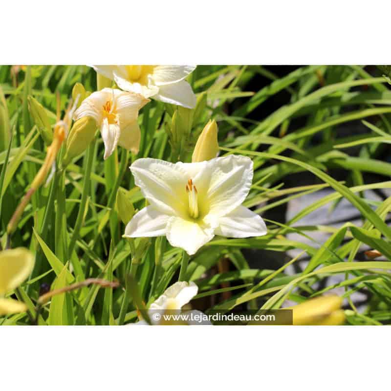 HEMEROCALLIS 'Joan Senior' HEMEROCALLIS 'Joan Senior'