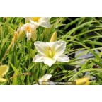 HEMEROCALLIS 'Joan Senior' HEMEROCALLIS 'Joan Senior'