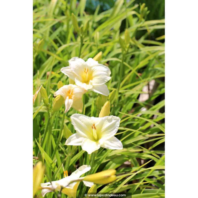 HEMEROCALLIS 'Joan Senior' HEMEROCALLIS 'Joan Senior'