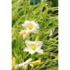 HEMEROCALLIS 'Joan Senior' HEMEROCALLIS 'Joan Senior'