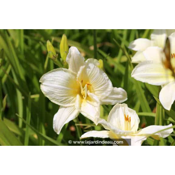HEMEROCALLIS 'Joan Senior'