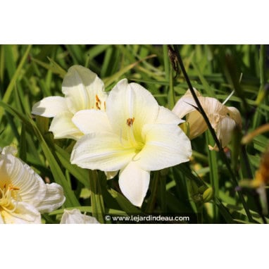 HEMEROCALLIS \'Joan Senior\' - Hémérocalle / lys d\'un jour
