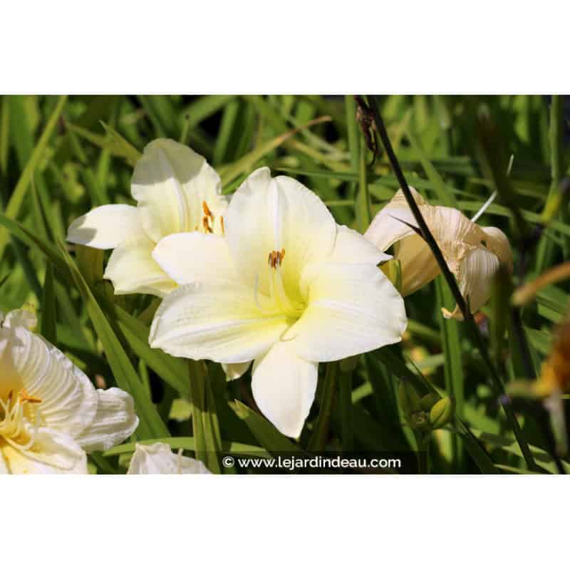 HEMEROCALLIS 'Joan Senior' HEMEROCALLIS 'Joan Senior'