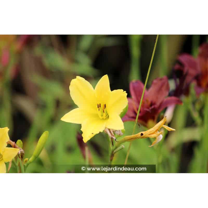 HEMEROCALLIS citrina HEMEROCALLIS citrina