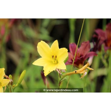 HEMEROCALLIS citrina - Hémérocalle / lys d\'un jour / long yellow daylily