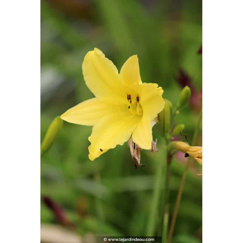HEMEROCALLIS citrina HEMEROCALLIS citrina