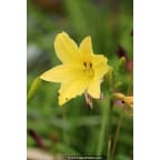HEMEROCALLIS citrina HEMEROCALLIS citrina