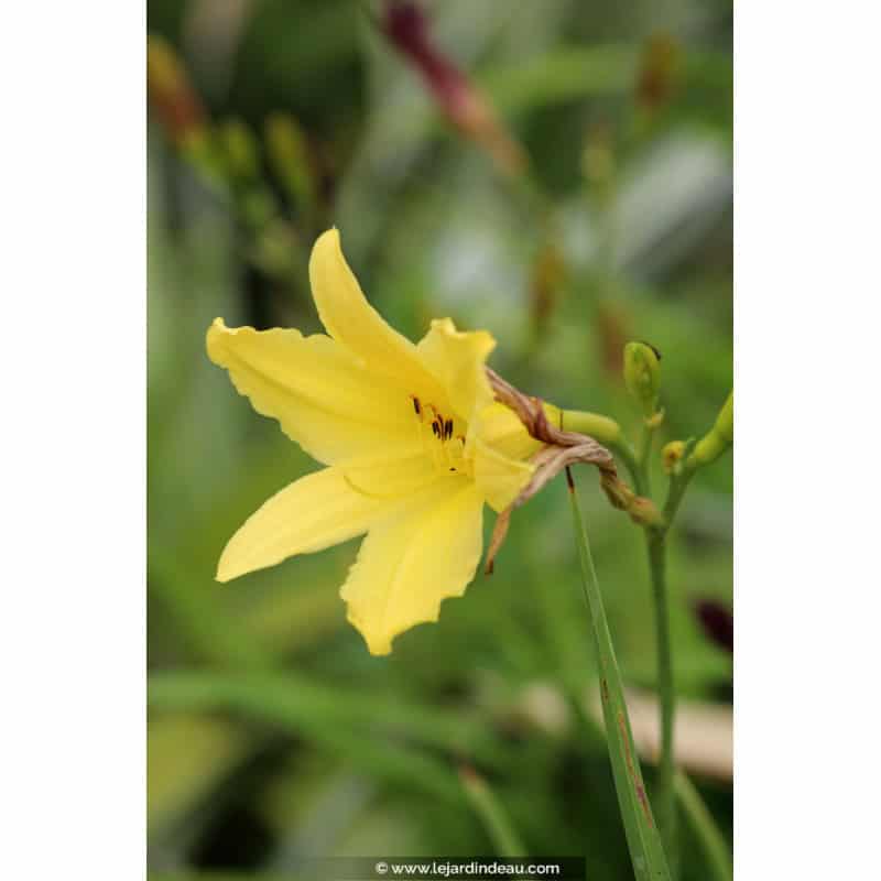 HEMEROCALLIS citrina HEMEROCALLIS citrina