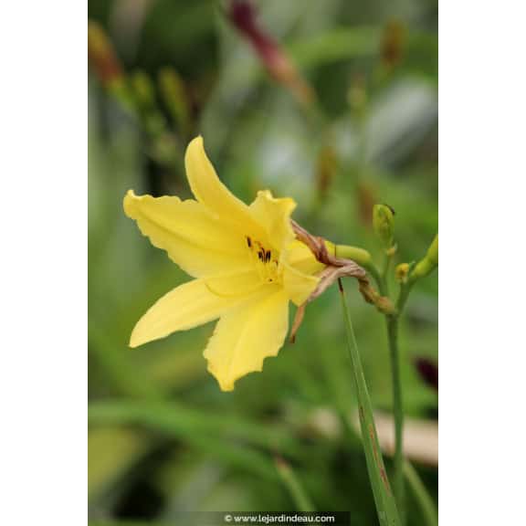 HEMEROCALLIS citrina