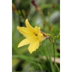 HEMEROCALLIS citrina HEMEROCALLIS citrina